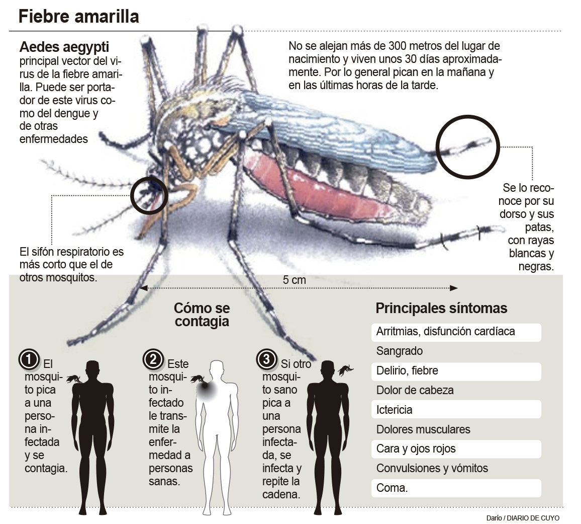 Fiebre amarilla