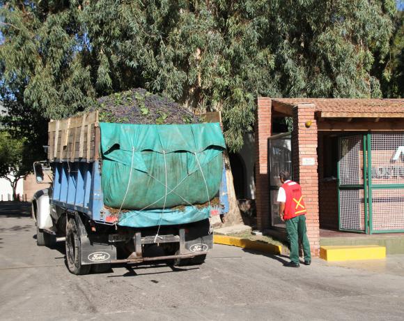 Actividad: los camiones con uva ya comenzaron a ingresar a los establecimientos elaboradores de mosto. Están comprando la uva a un piso de $1,60, a reajustar, lo que equivale a un mosto sulfitado a $2,70 el litro.